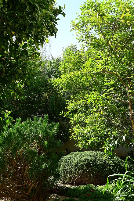 A garden nisrael.jpg